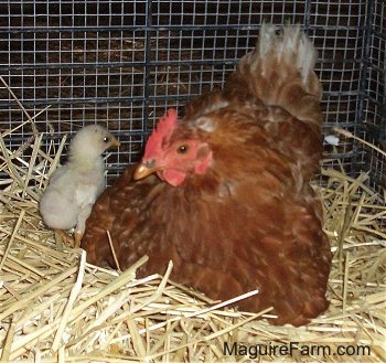 Red hen is laying in hay next to a white chick