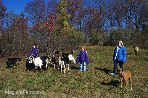 Three blonde-haired girls are standing in a field with a herd of goats, one sheep and a fawn boxer dog.