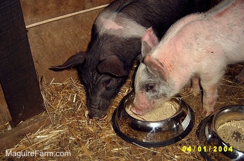 A black with pink pig is eating hay next to a gray and pink pig who is eating out of a feed bowl inside of a barn stall.