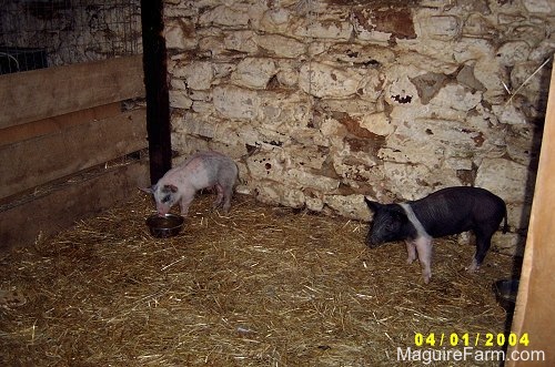 Inside a large stone barn stall a gray and pink pig is standing in a corner and eating out of a food bowl. A black with pink pig is standing in the opposite corner.
