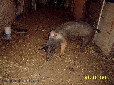 A black with pink pig is sniffing around through a barn