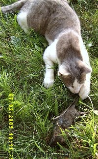 a gray and white cat in grass playing with a large rat