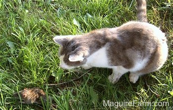A gray and white cat looking at a gray rat out in the grass. The rat is trying to run away and the cat is toying with it.