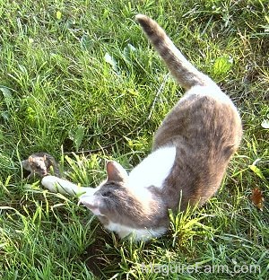 A gray and white cat laying in grass pawing at a gray rat that is turned around and looking back at the cat.