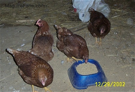 Four Hens in a barn eating feed out of a blue bowl
