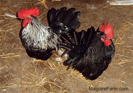 A black with white rooster (left) is standing next to a Black Rooster (right)