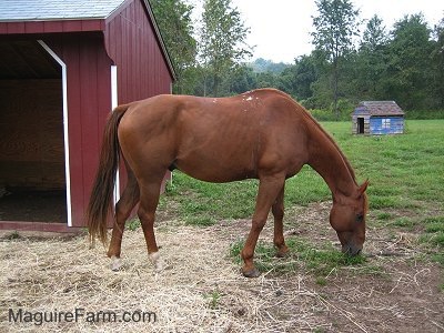 A brown horse is eating grass off the ground next to a red lean-to. There is a little blue dog house shelter in the distance.