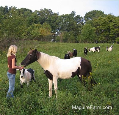 Blonde-haired girl in a brown shirt is feeding a brown and white paint pony carrots out in a grassy feild and the herd of 7 goats is walking over hoping to get some, too