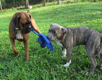 A blue nose brindle Pit Bull Terrier Puppy is having a tug-of-war over a blue toy with A brown brindle Boxer dog.