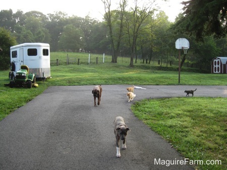 A blue nose brindle Pit Bull Terrier puppy is leading a long walk around a blacktop surface. Following him is three cats. A White and orange cat, An orange cat, A black cat and A brown brindle Boxer dog. There is a basketball rim, A trailer and a green John Deere riding mower in the background 