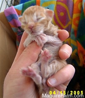 A newborn orange tiger kitten in the hands of a person with a colorful blanket in a cardboard box in the background.