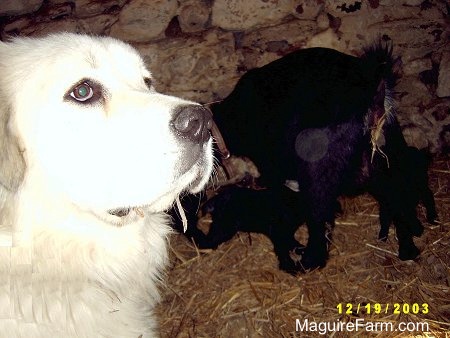 Close Up head shot - A white Great Pyrenees dog is in the foreground taking up half of the image. There are three black goats in the background. A mother and two kids.