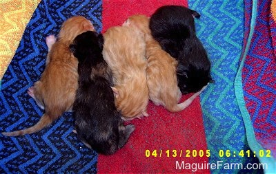 A litter of 5 kittens lined up in a row on a colorful towel. Three are orange and two are black.