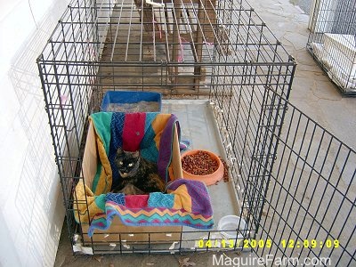 A dog crate on a stone porch of a white farm house with a cardboard box in it that has a colorful towel in it. There is a mother cat and a litter of kittens in the box and a food dish and water inside the crate, but outside of the box.