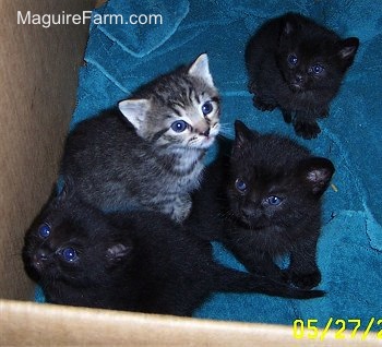 Four kittens, three are black and one is a gray tiger on top of a green towel in a cardboard box.