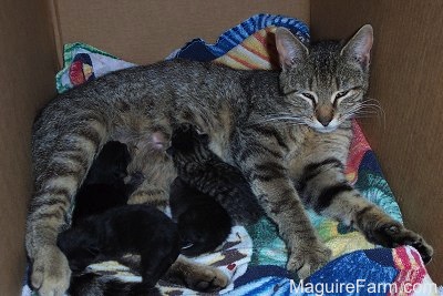 A gray tiger cat nursing a litter of kittens in a brown cardboard box