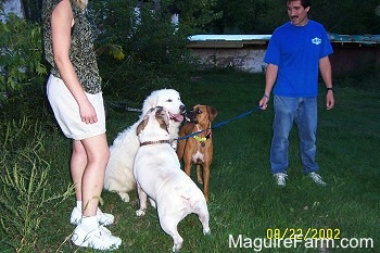 A white Great Pyrenees is sitting in a field next to a white with tan Bulldog who is licking its face. There is a fawn boxer dog standing next to the Great Pyrenees and a man and lady holding the Great Pyrenees and the Bulldog on leashes