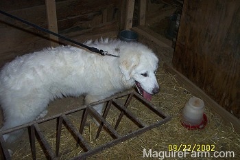 A large white Great Pyrenees has its mouth open and tongue out. It is exploring a chicken coop