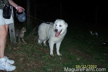 A Great Pyrenees is being taken on walk. His mouth is open and tongue is out. There is a cat looking at the Great Pyrenees. There are two other cats on the right side of the image with their eyes glowing in the dark
