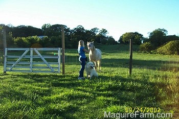 A Lady is rubbing a horses face. A Great Pyrenees is sitting with its back to the horse.