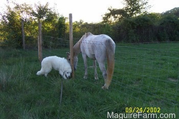 A large white Great Pyrenees is standing next to a wire fence and sniffing one of the wooden poles. There is a white horse on the other side sniffing the Great Pyrenees