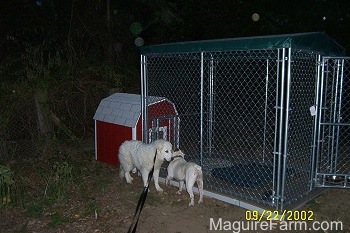A Great Pyrenees and A Bulldog are inspecting each other next to a large dog kennel pen. There is a red doghouse behind it