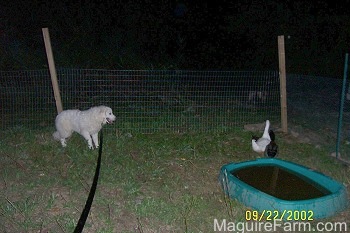 A Great Pyrenees is standing next to a fence and staring at Three Ducks.There is a pool of water behind the ducks