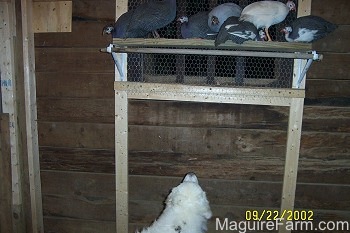 A Great Pyrenees is looking up at a ledge in front of a window. On the ledge there are seven guinea fowl