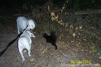 A Great Pyrenees is looking at a white Bulldog walking down a dirt path. There is a black cat walking towards the Great Pyrenees