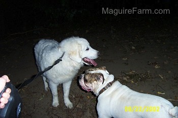A Great Pyrenees and a Bulldog are standing face to face on a dirt path
