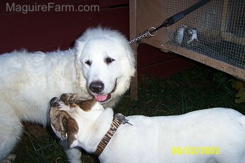 A Great Pyrenees is standing next to a Bulldog. The  Bulldog is inspecting the Great Pyrenees. There is a rabbit hutch behind them.