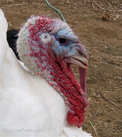 Close Up - The head of a male turkey with a lot of red and some blue on its face. There is a black cat behind it