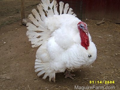 A large fluffed out turkey is standing in front of red barn.