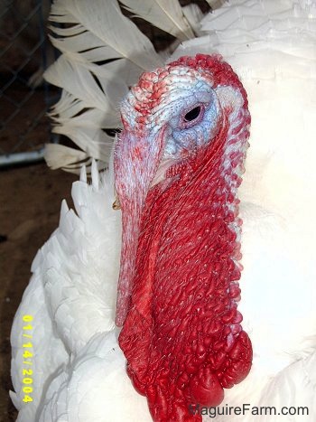 Close Up - The head of a male turkey. There is a Chainlink fence behind it
