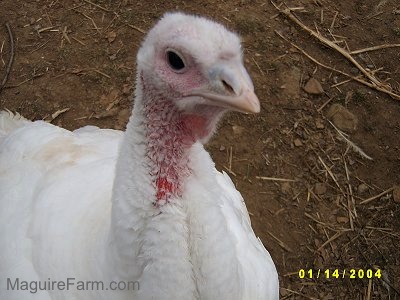 Close Up - The head of a female turkey