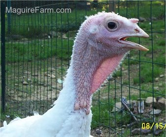 C;ose Up  head shot -  The Face of a young male turkey in front of a wire fence