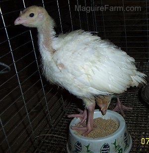 A baby turkey is standing on top of the food bowl with another young turkey eating out of it