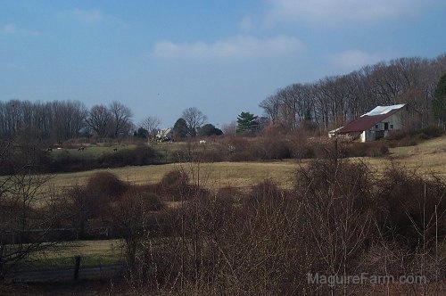 An old white barn from the 1800s with a red roof is on the right side of an image. There is a field of horses in the far distance and two other empty fields closer up.