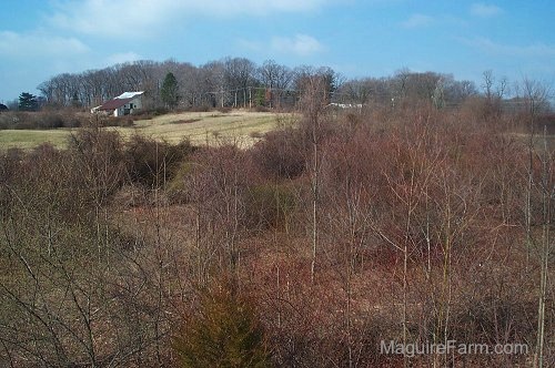 A Barn is in the left side of this image. There is an empty field next to it. There are lots of trees in the foreground