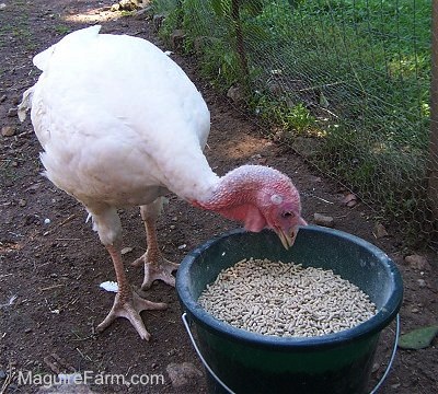A male turkey is pecking at a green bucket of feed next to a wire fence.