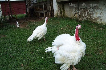 A Male Turkey has its head tilted to the right. Its mouth is open a little. A female Turkey is walking behind it. There is a white and grey cat in the background sitting and watching the turkeys