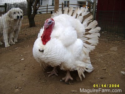 A large male turkey is standing in dirt inside of a coop. There are two Great Pyrenees looking at it through the fence with a white farm house in the background.