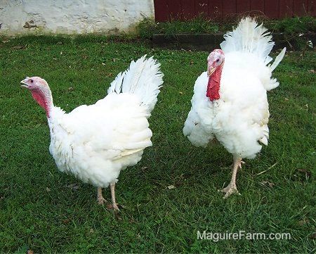 Two fluffy turkeys are walking around in a field with a barn behind them.