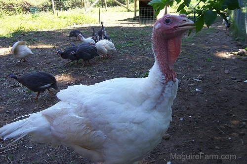 A male turkey is walking around outside and there is a flock of guinea fowl behind him