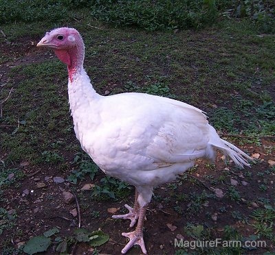 A young female turkey is standing around outside in a field and looking forward