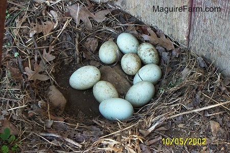A nest of 9 light green duck eggs on the ground next to a barn.