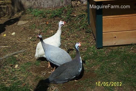 Three Guineas are in a yard next to a brown and green cedar dog house. One bird is white, the other is light blue and the thrid is black and white.