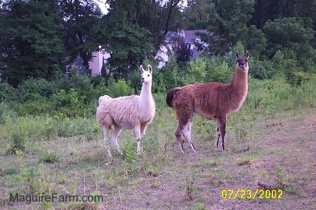 A white and a brown with white llama are standing in a field and looking forward with trees behind them.