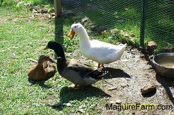 Two ducks, one is white and the other is gree, tan and black, are standing in front of a brown duck laying down. There is a bowl of water behind them
