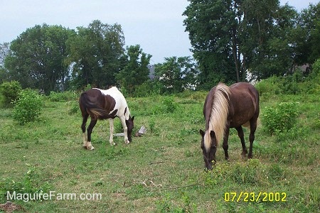 Out in a field with trees in the distance, a brown and white paint pony is standing in a field next to a brown pony with a blonde mane.